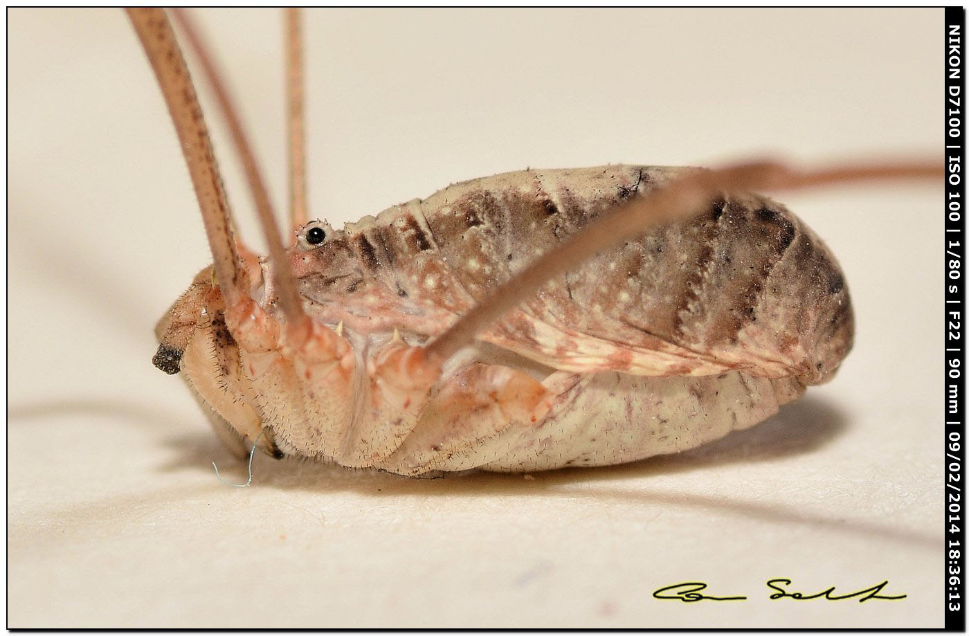 Opilio canestrinii (albino)